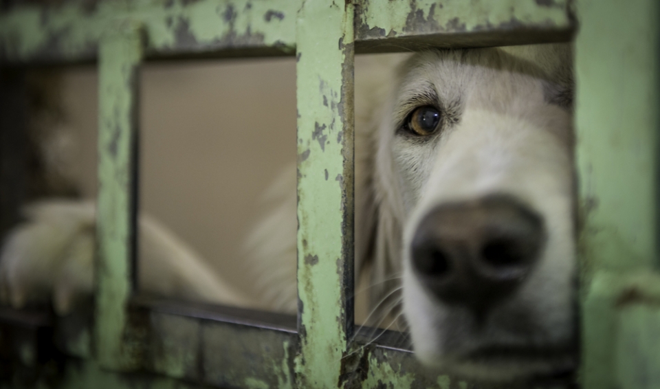 shutterstock_388594150