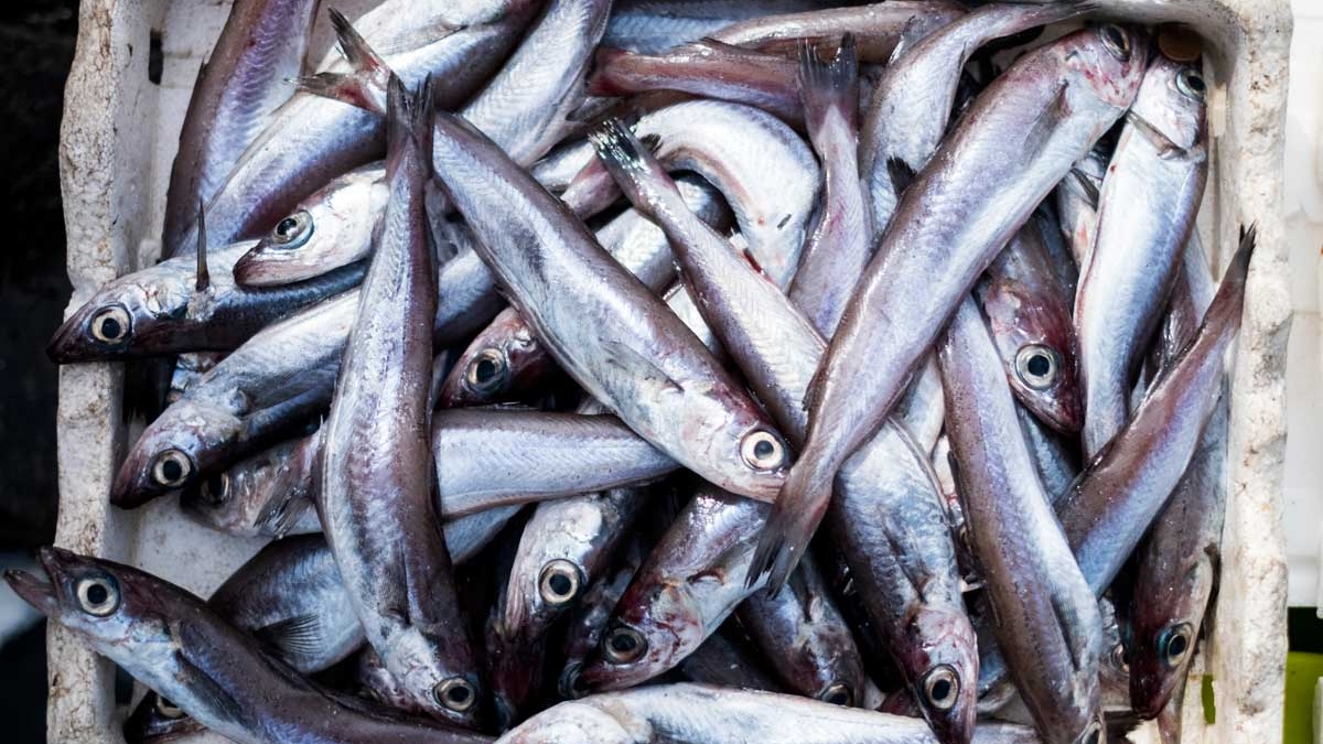 Sardinha_01
