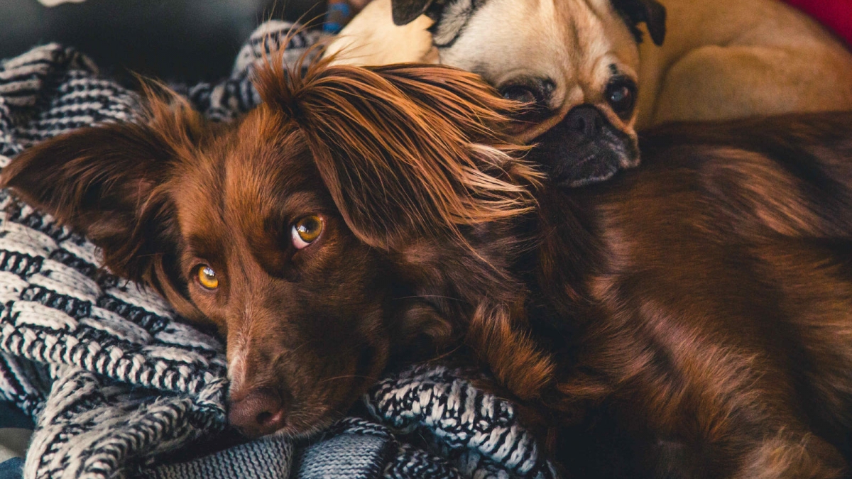 adorable-animals-breed-374825