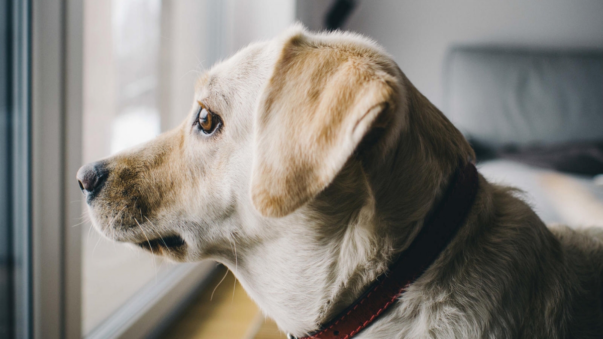 white-home-puppy-dog-looking-pet-1067940-pxhere