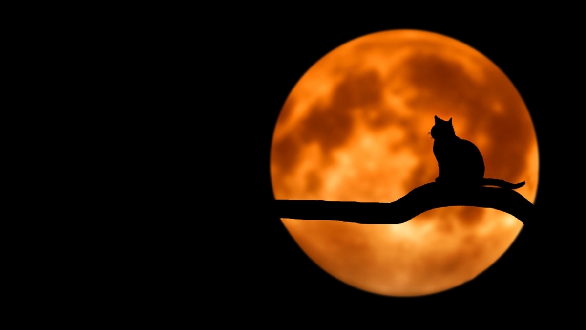 animal-branch-cat-35888