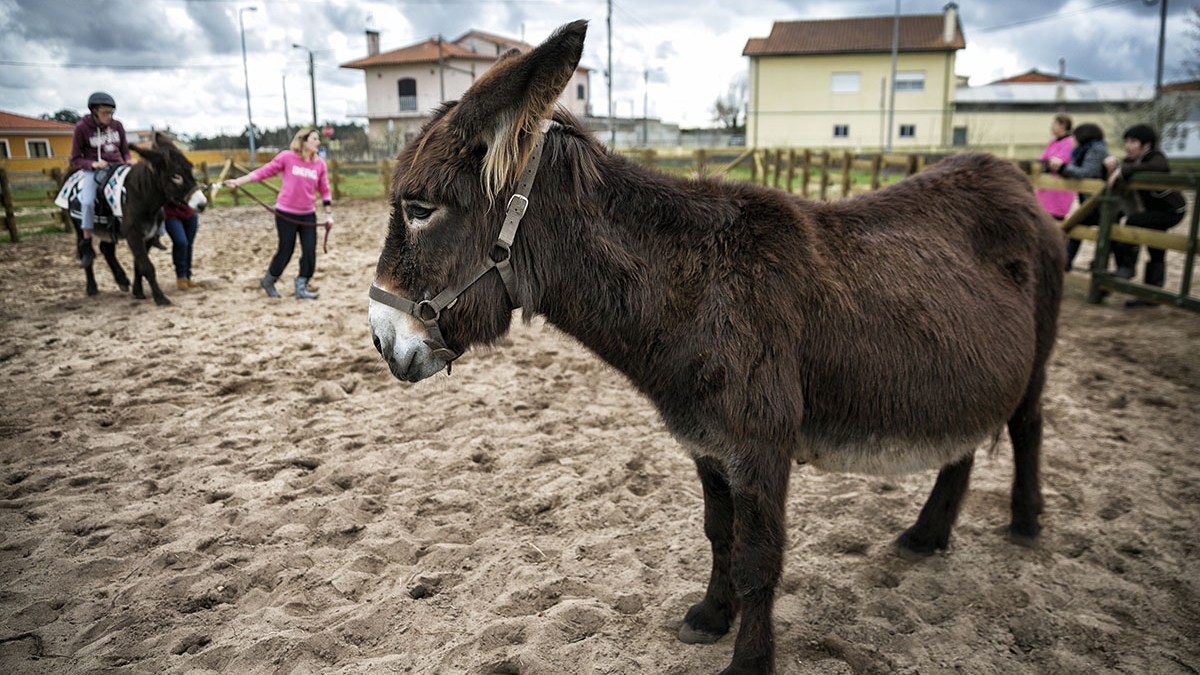 Institui‹o de Vagos faz terapia com burros