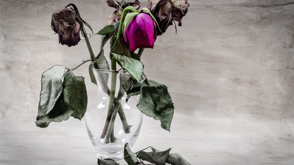 Imagem-planta_online
