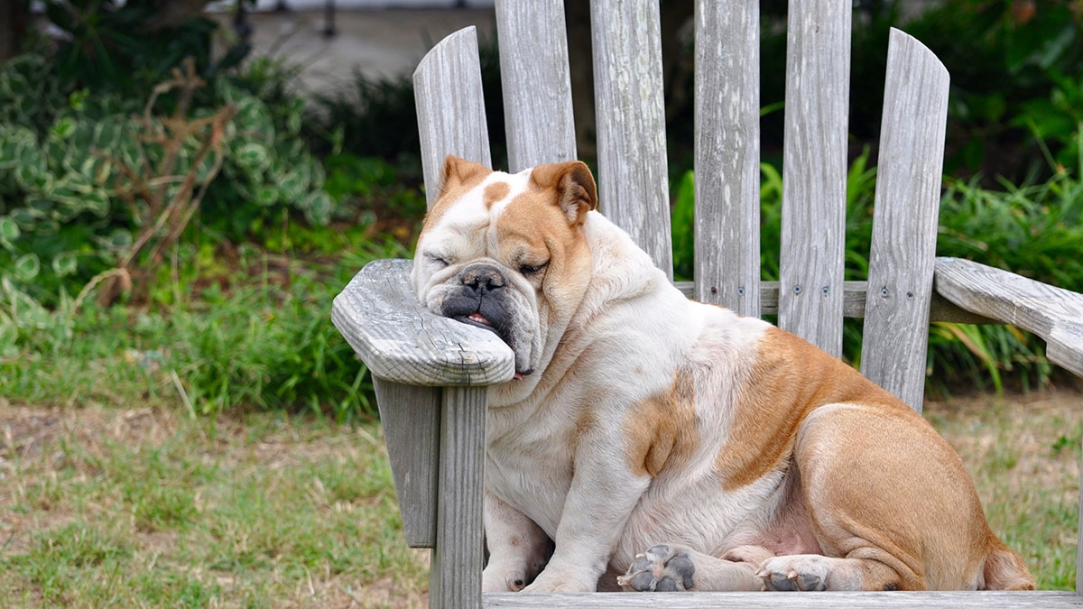 puppy-dog-animal-canine-pet-sleeping-871747-pxhere.com