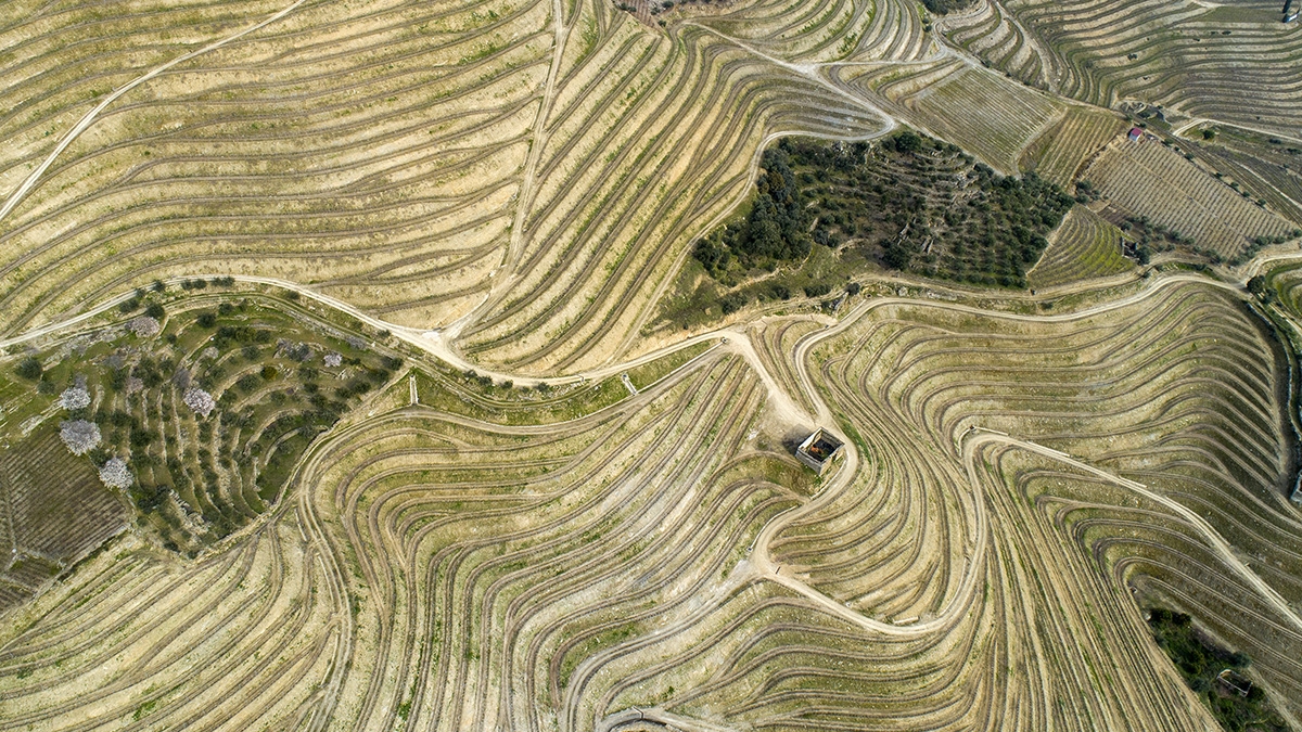 douro, socalcos, vinho, produção vinícola