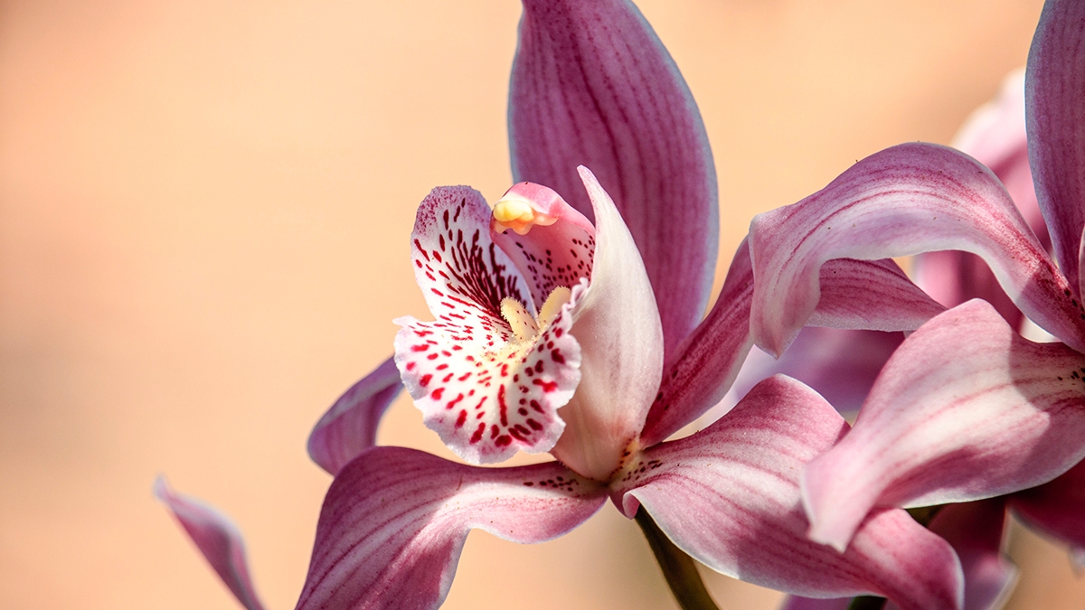orquídea
