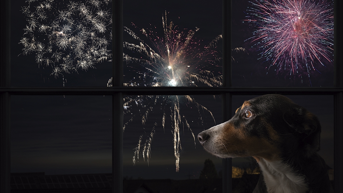 Dog looks out the window and watching the fireworks