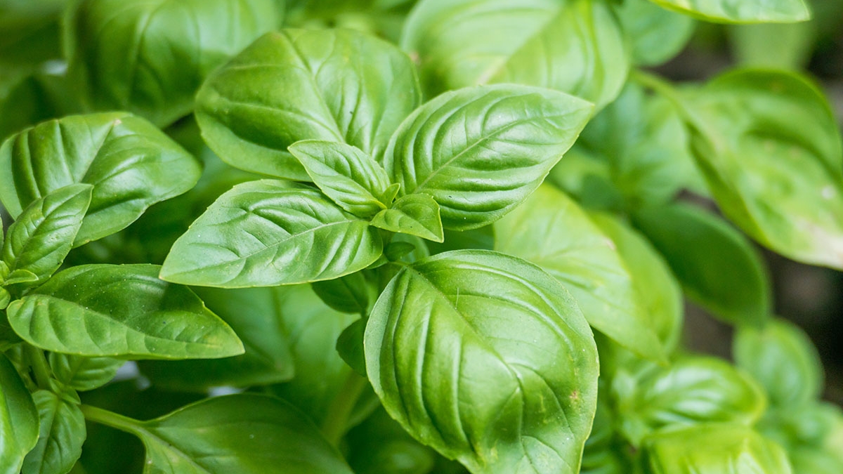 basil plants ocimum basilicum