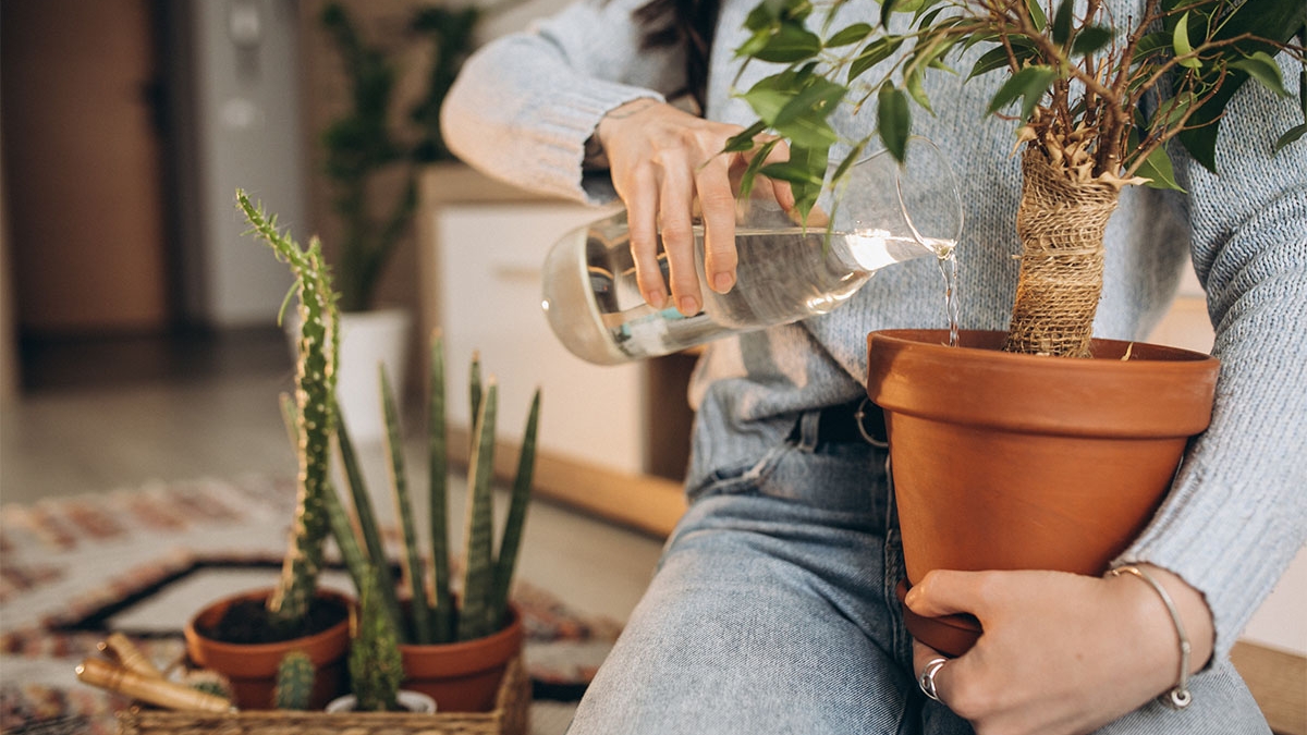planta, rega, vaso