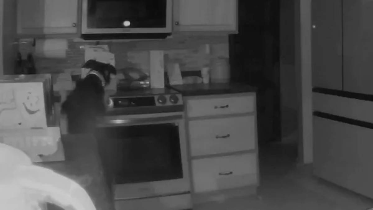 Cão ligou fogão de madrugada e incendiou casa