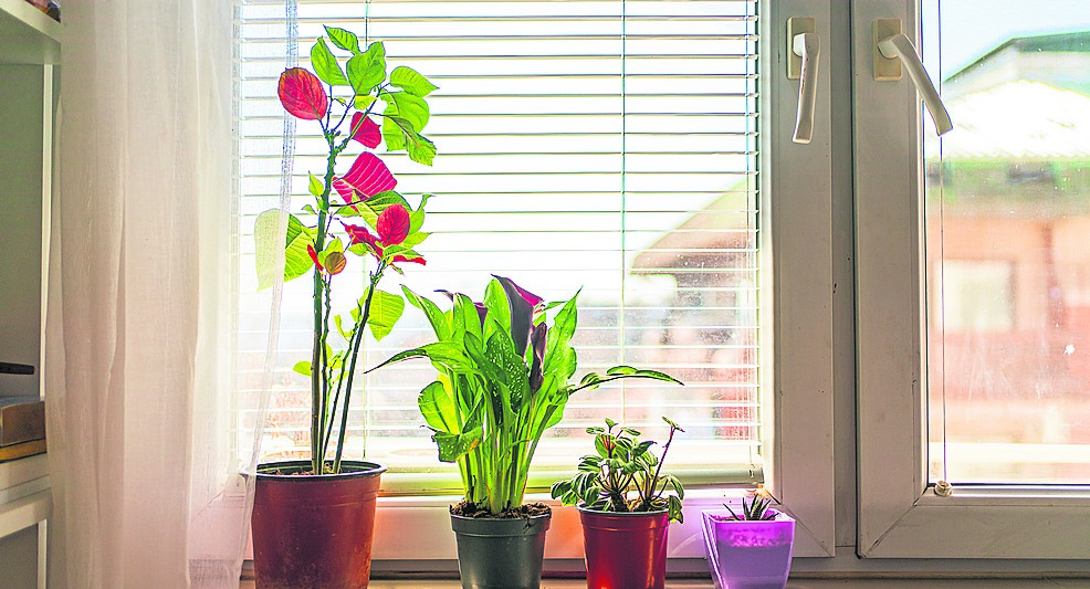 Fotografia: Window Sill