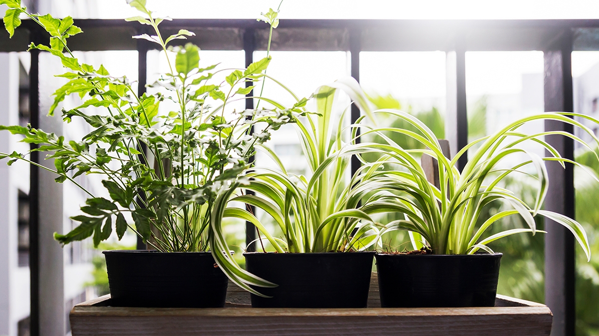Home and garden concept of spider plant and fern in pot on the b