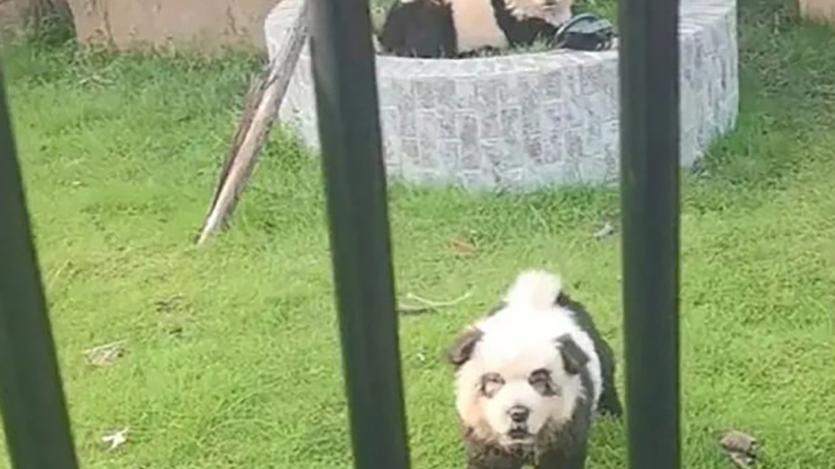 pandas caes