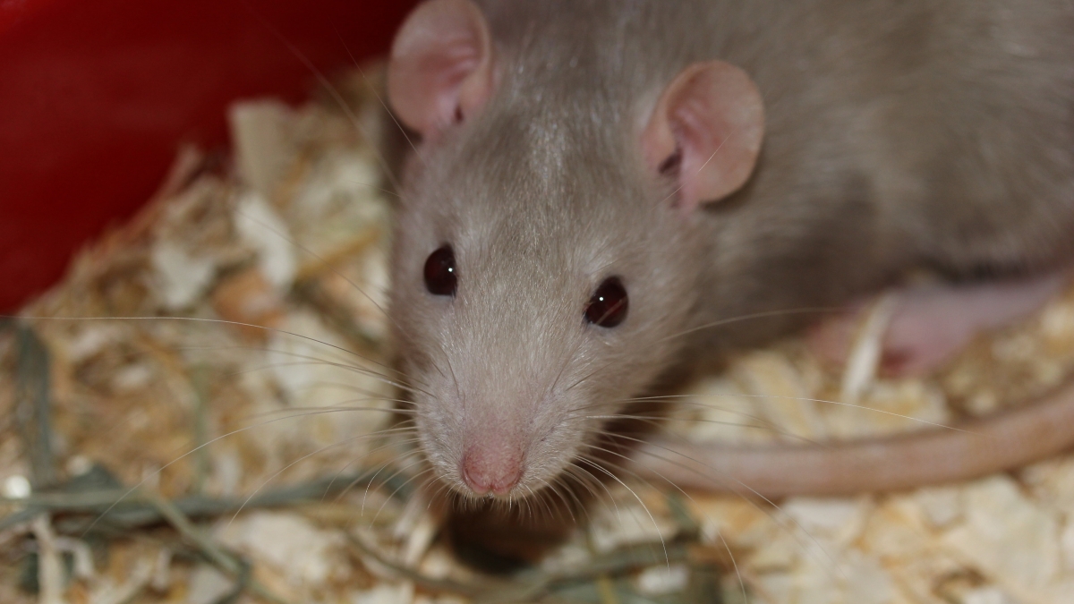 rat-rodent-eat-food-0a7fcbce8ab80c0441040ead2dec7101